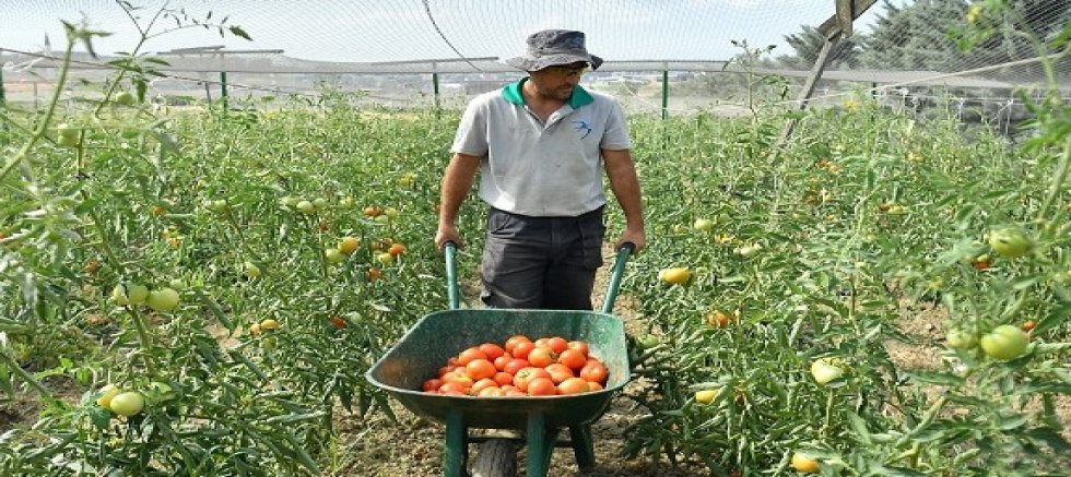 YAŞAM BAHÇESİ'NDE YAZLIK ÜRÜNLER HASAT EDİLDİ