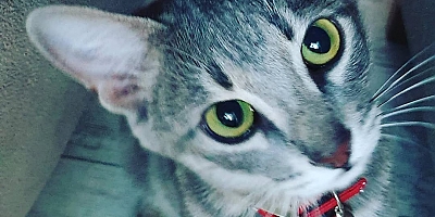 LİLY'M (Kedimizin Anısına)